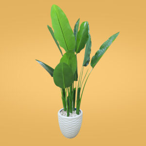 شجرة موز
